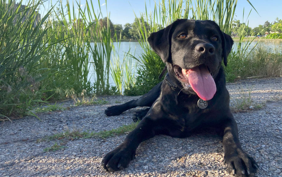 Atlas Dog Training